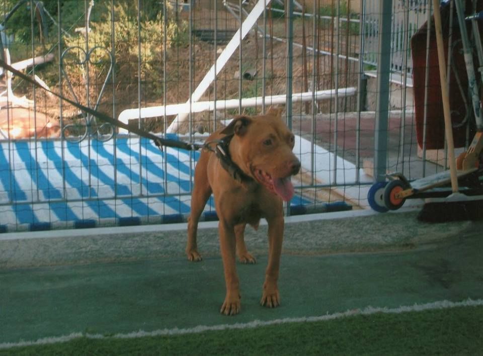Photo of the dog