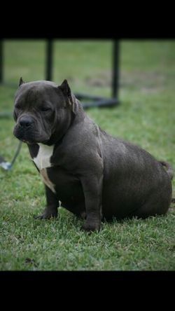 Photo of the dog