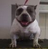 Photo of the dog