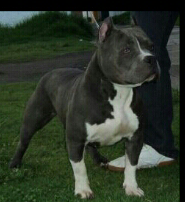 Photo of the dog