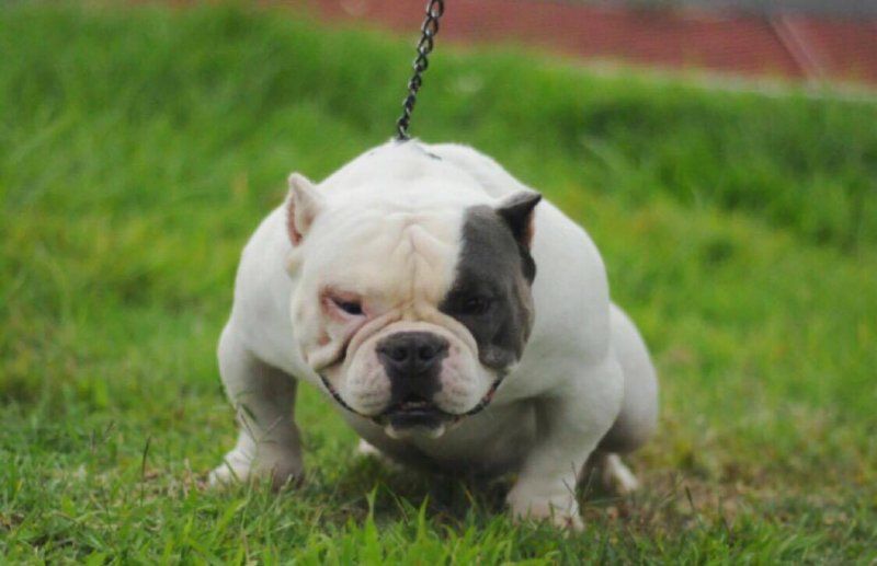 Photo of the dog