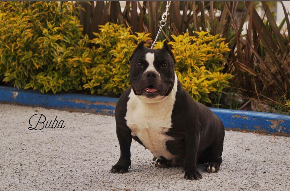 Photo of the dog