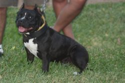 Photo of the dog