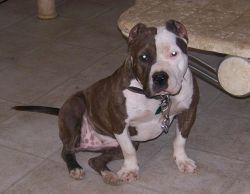 Photo of the dog