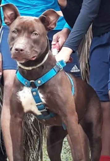 Photo of the dog