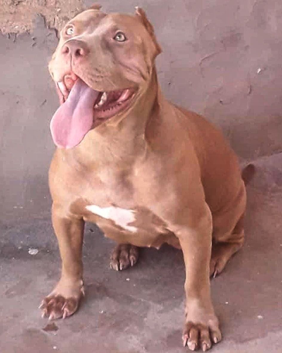 Photo of the dog