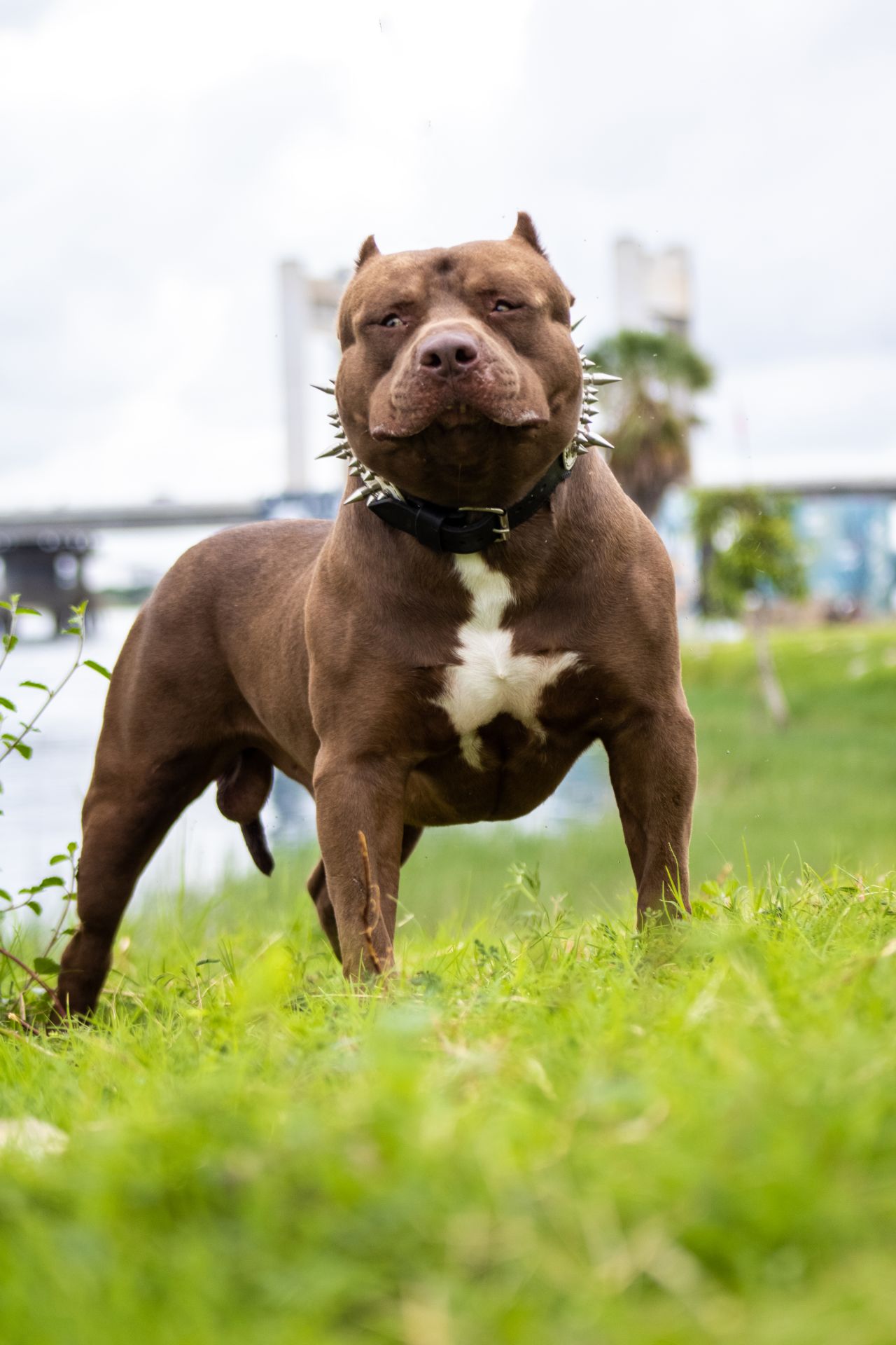 Photo of the dog