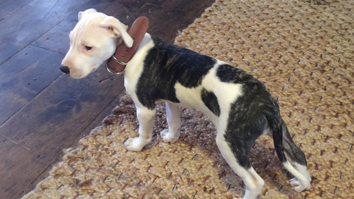 Photo of the dog