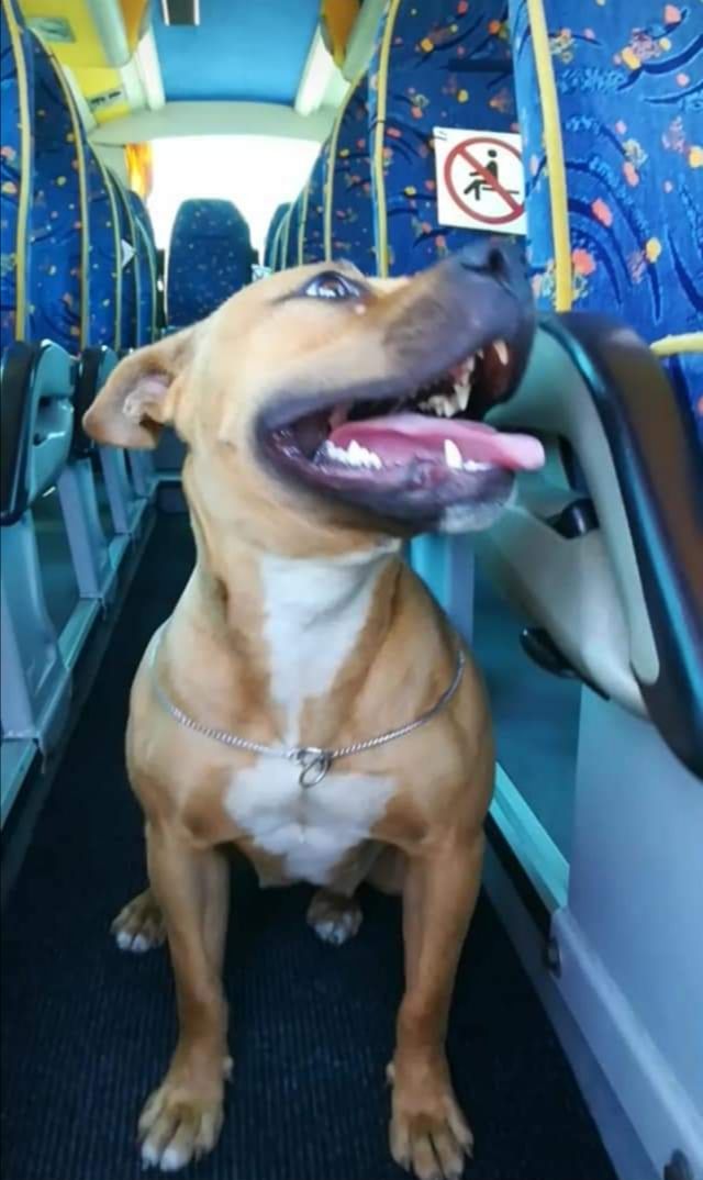 Photo of the dog