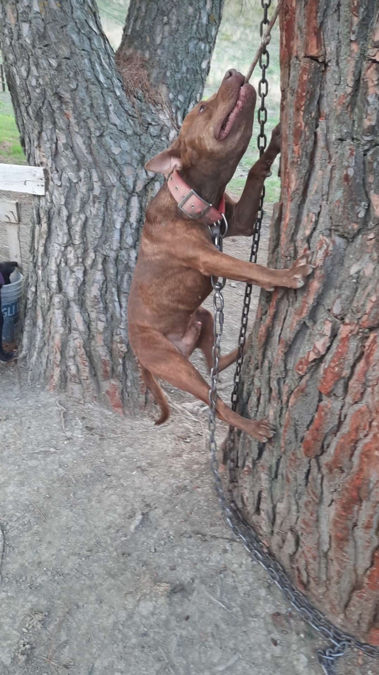 Photo of the dog