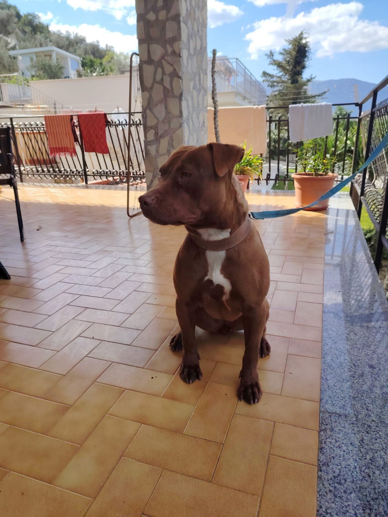 Photo of the dog