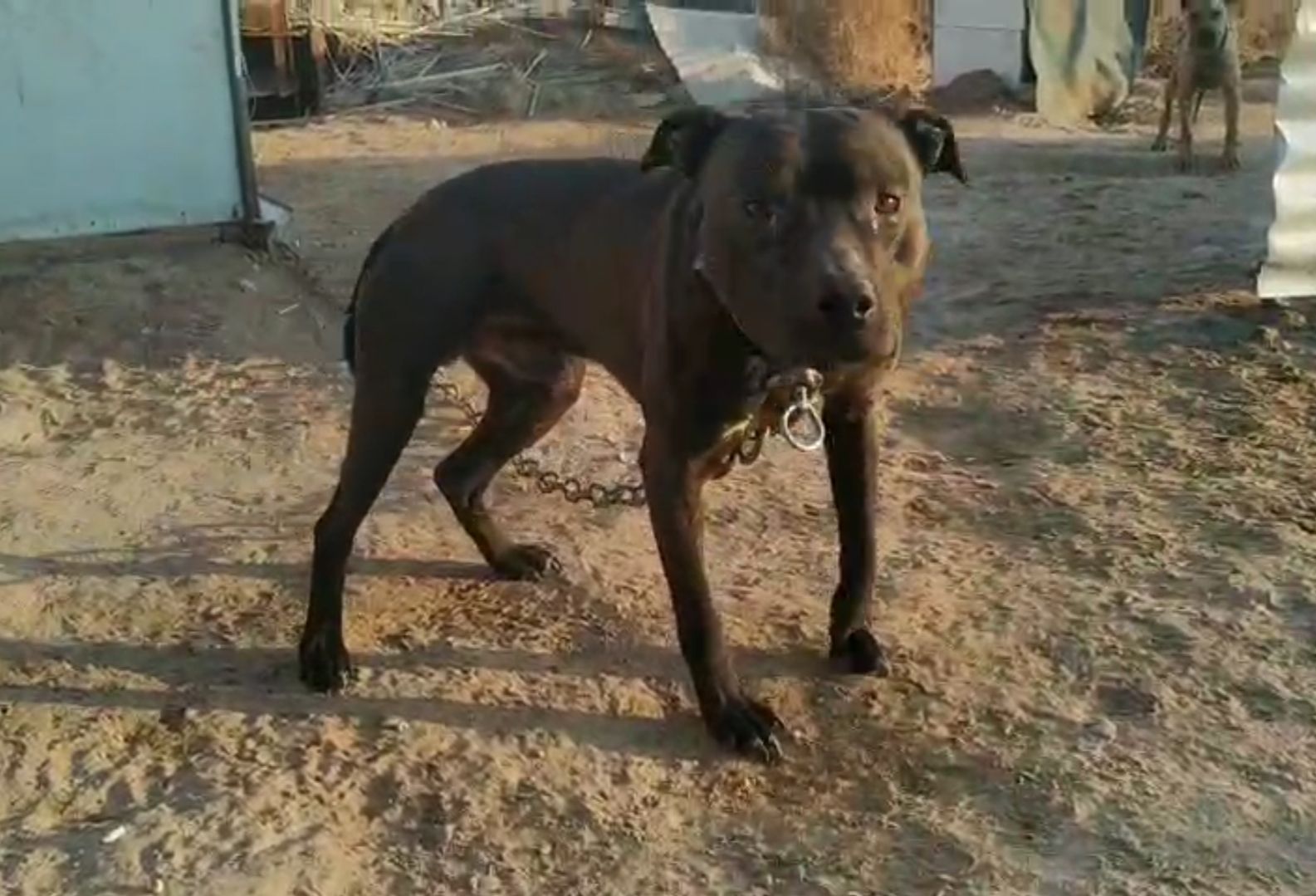 Photo of the dog