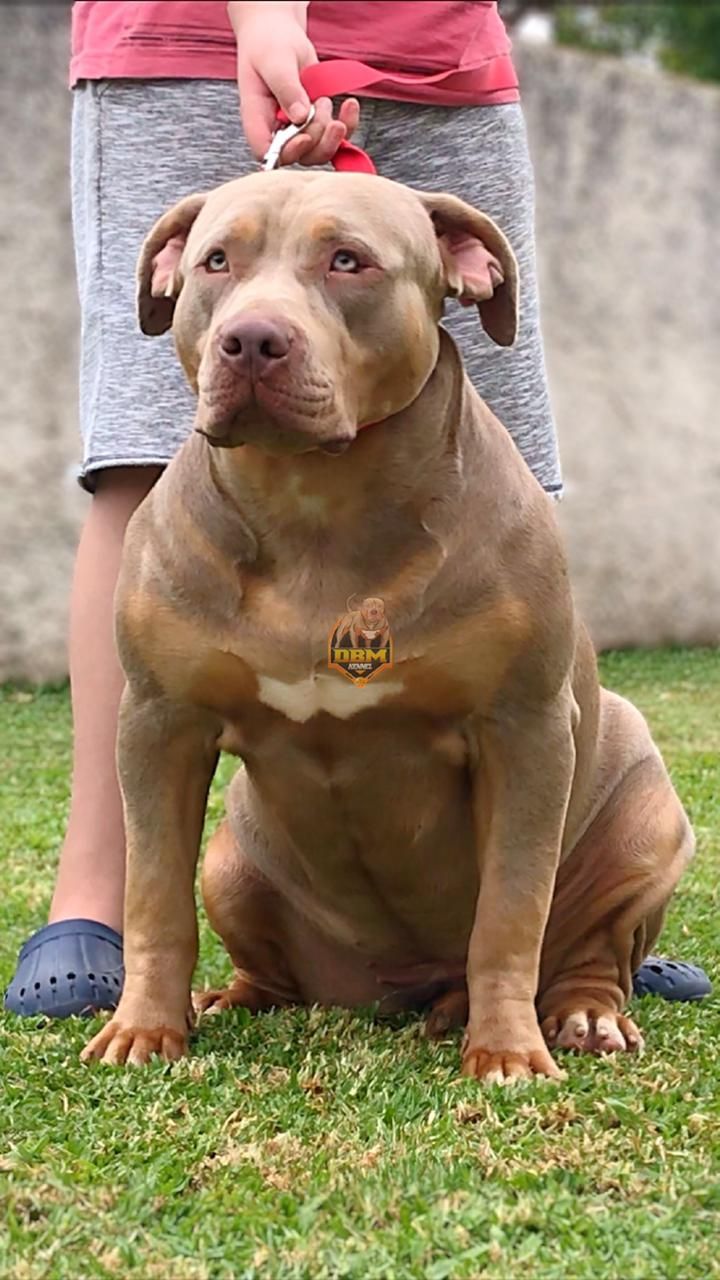 Photo of the dog