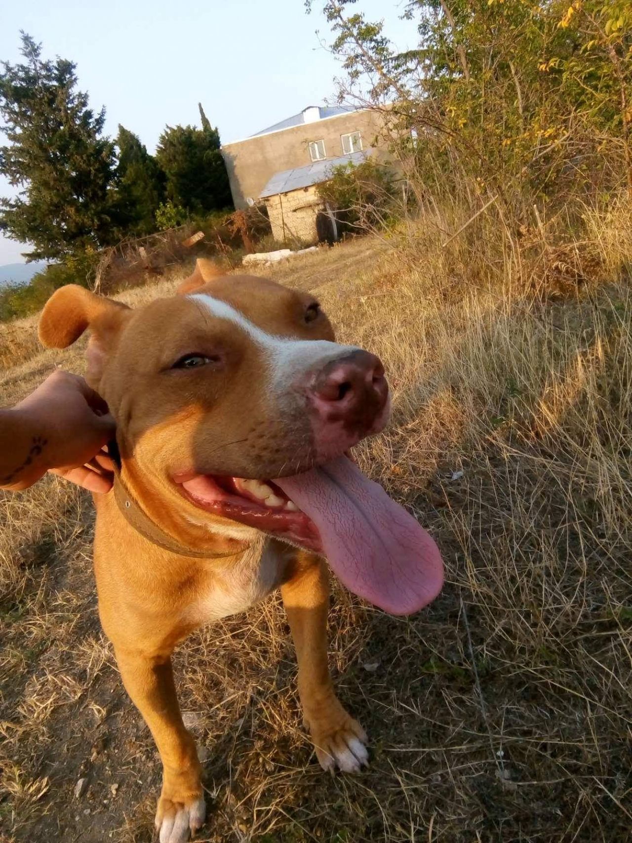 Photo of the dog