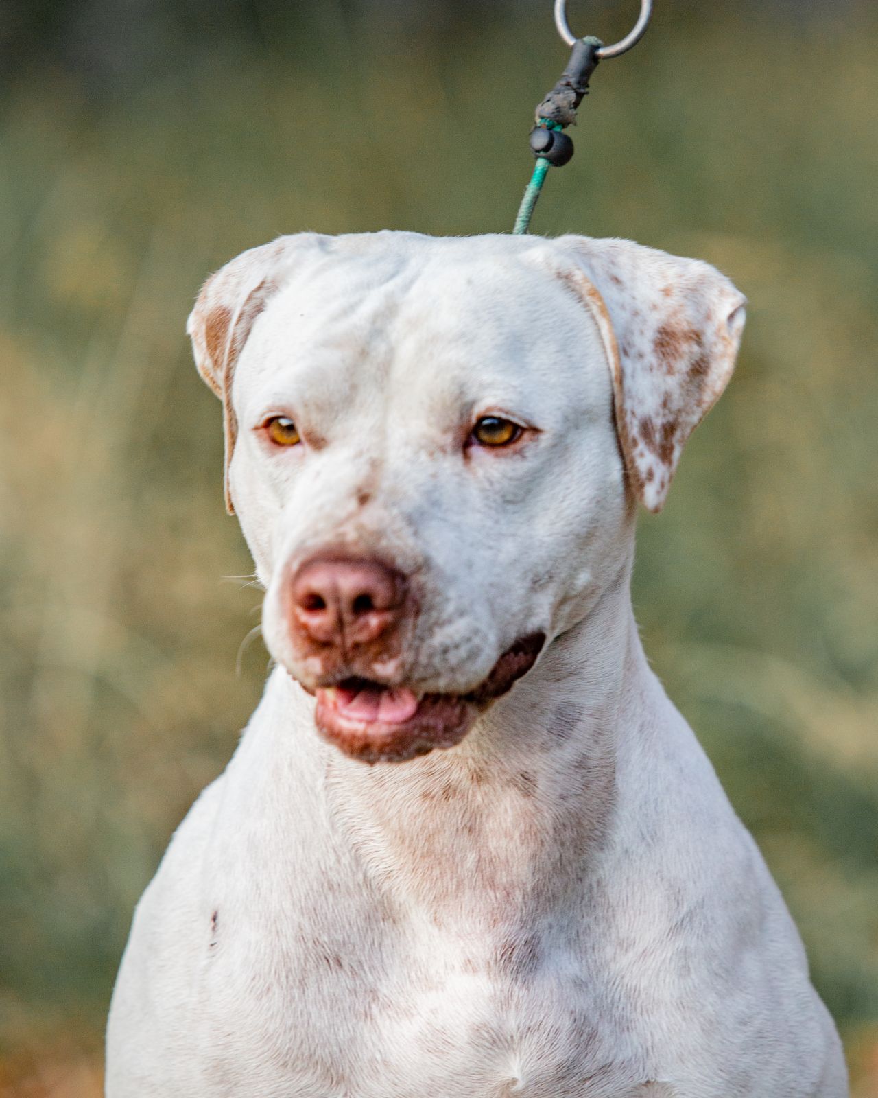 Photo of the dog