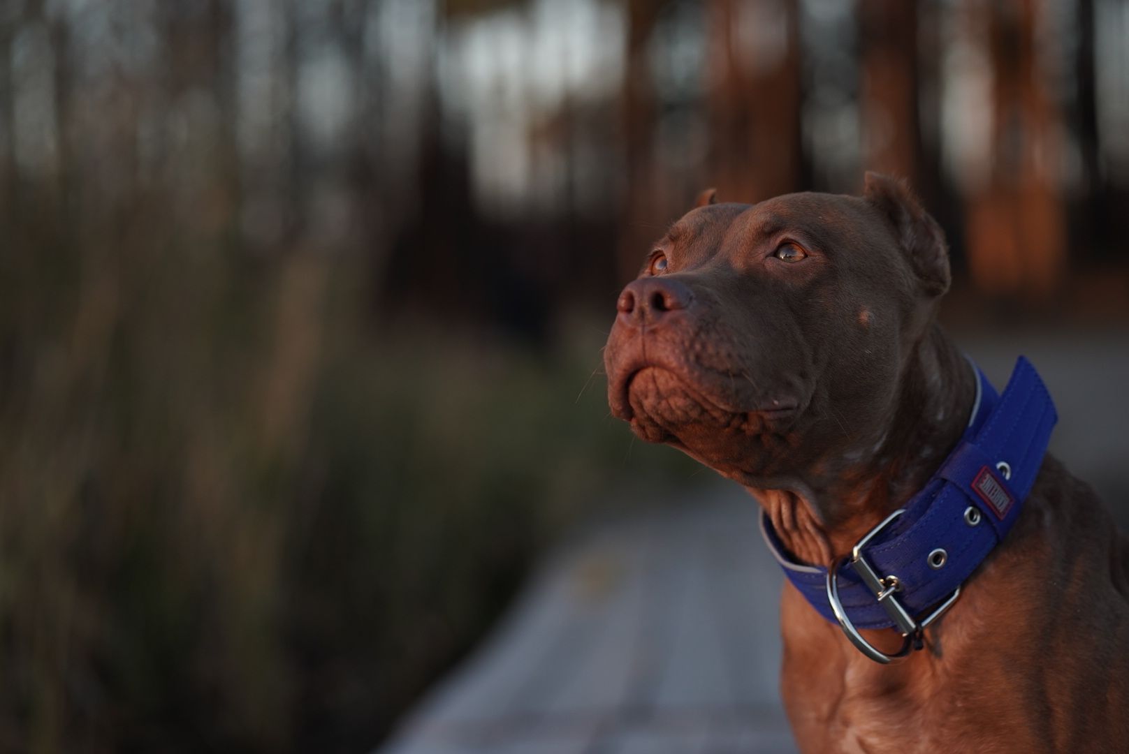 Photo of the dog