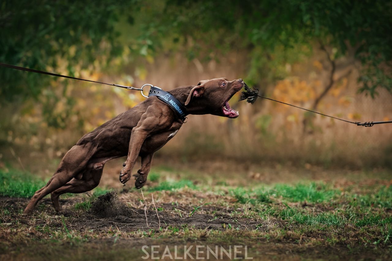 Photo of the dog