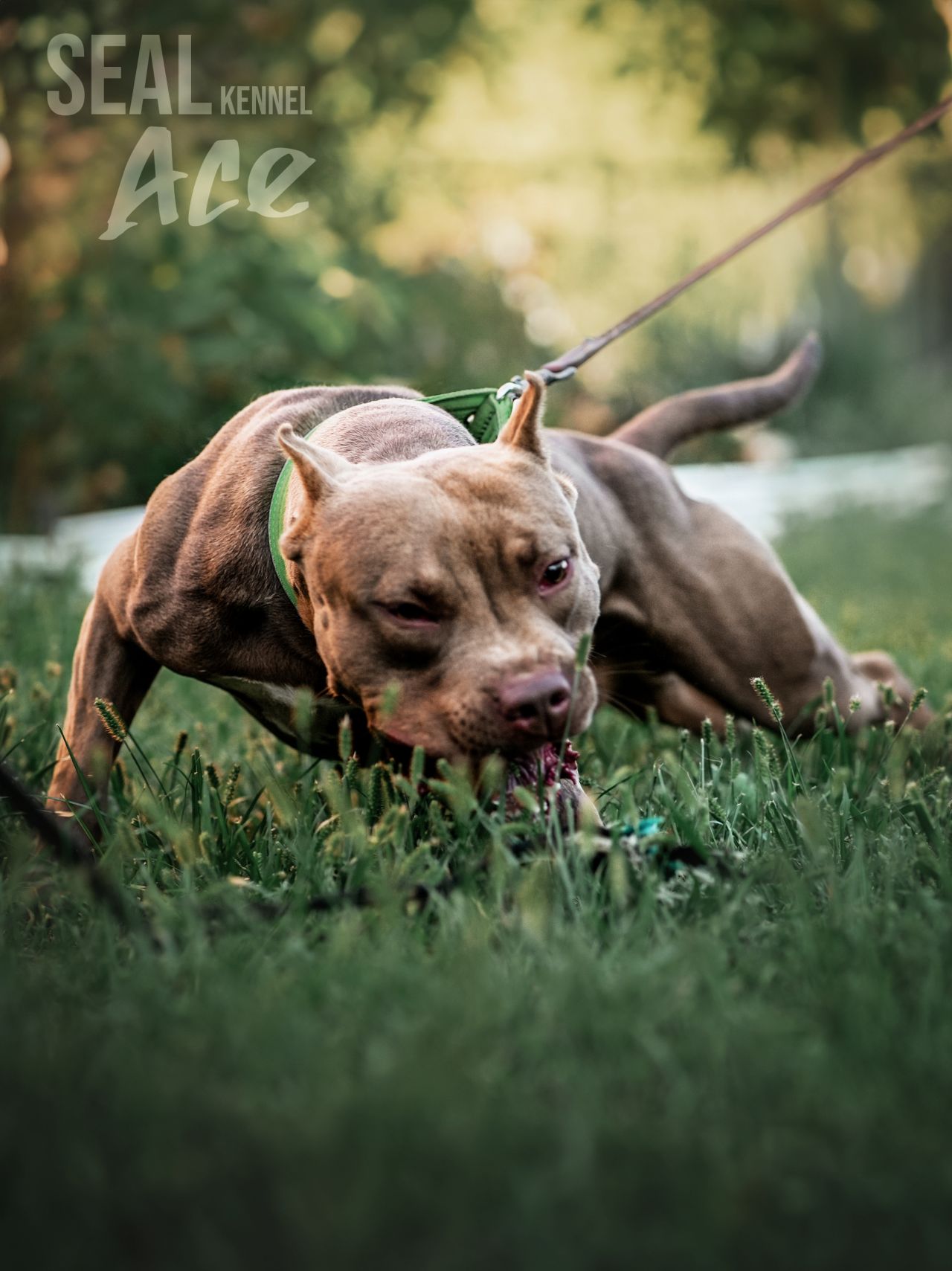 Photo of the dog