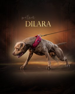 Photo of the dog