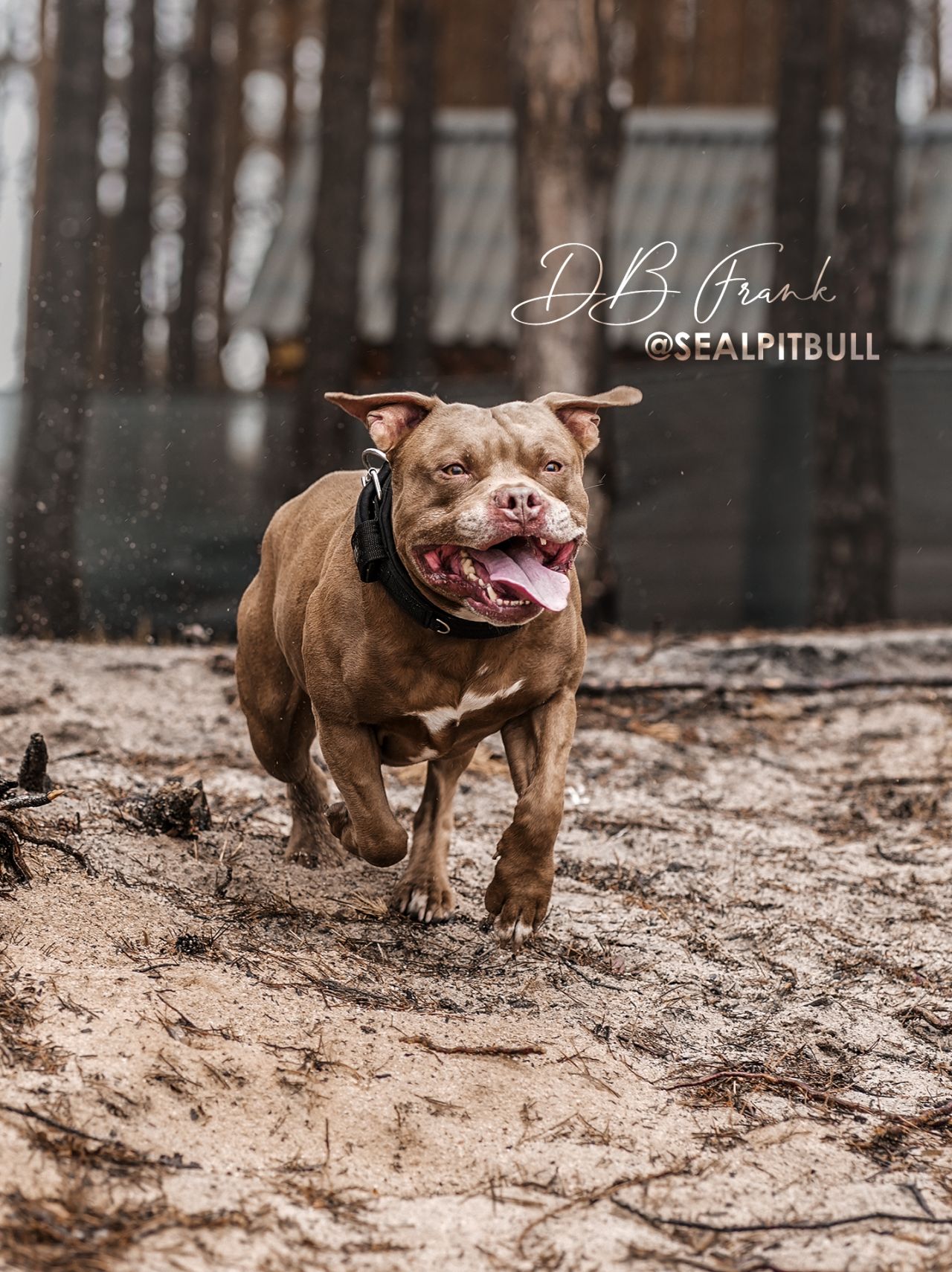 Photo of the dog
