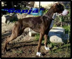 Photo of the dog