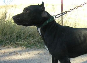 Photo of the dog