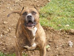 Photo of the dog