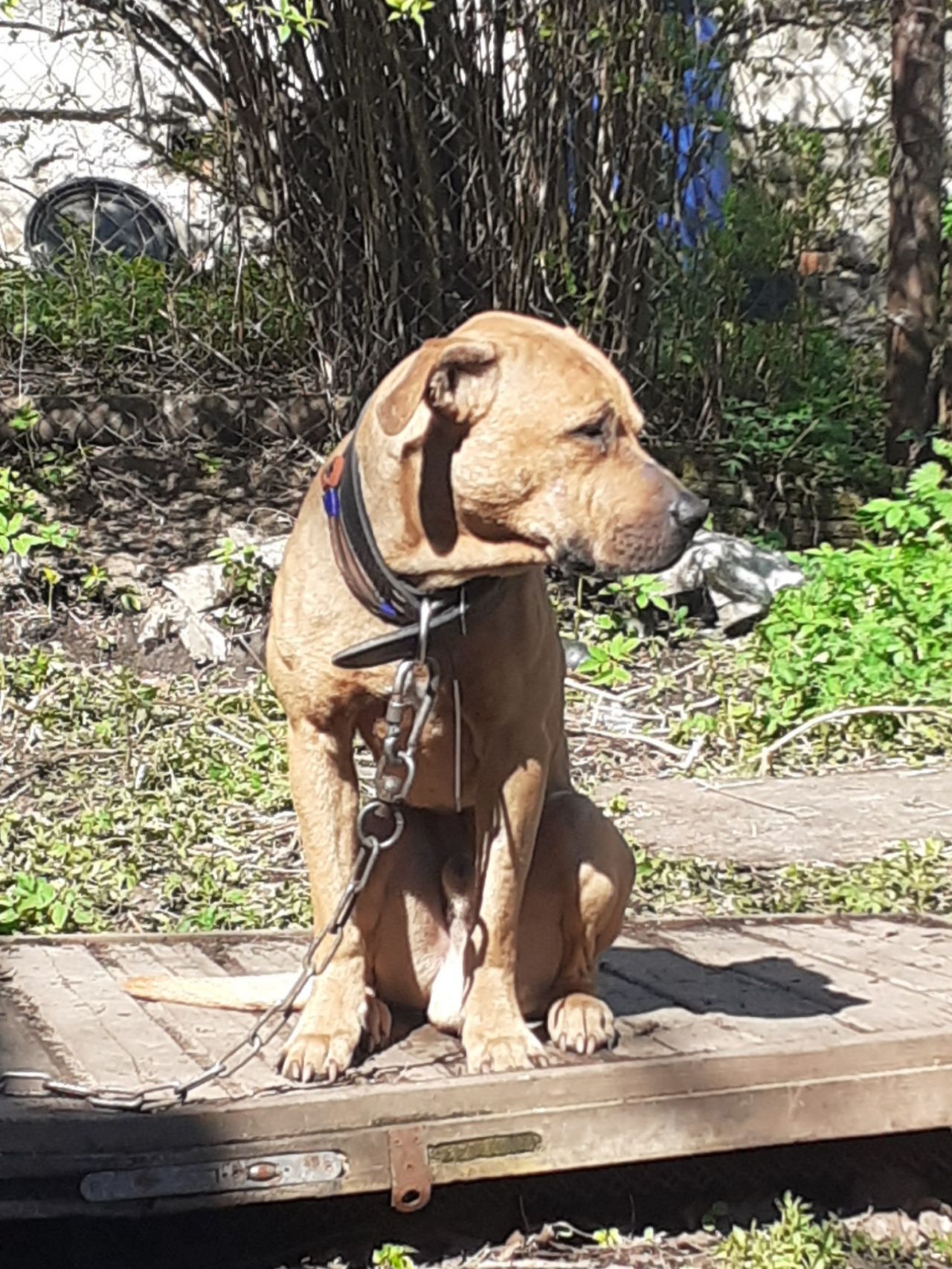 Photo of the dog