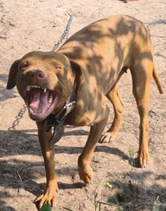 Photo of the dog