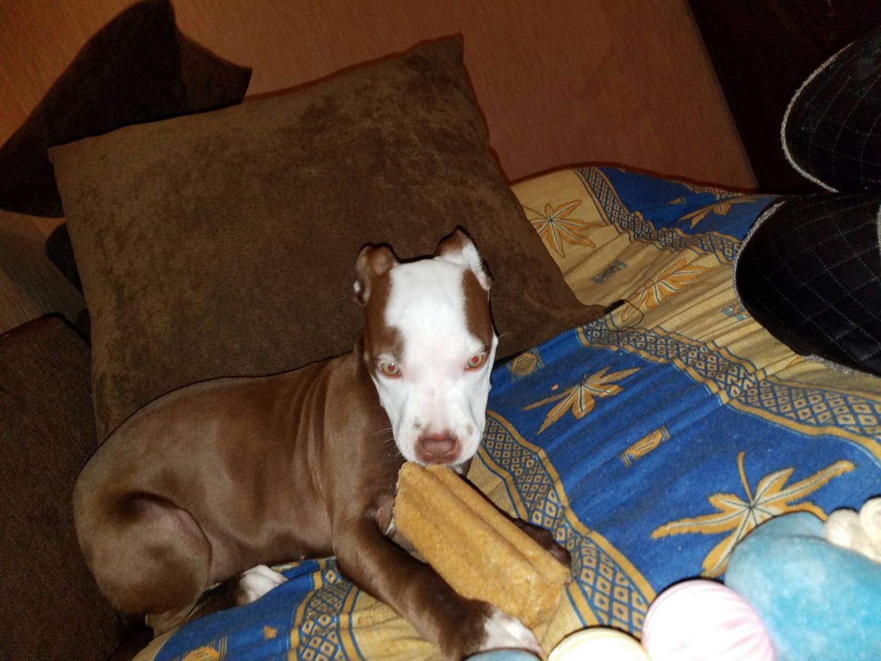Photo of the dog