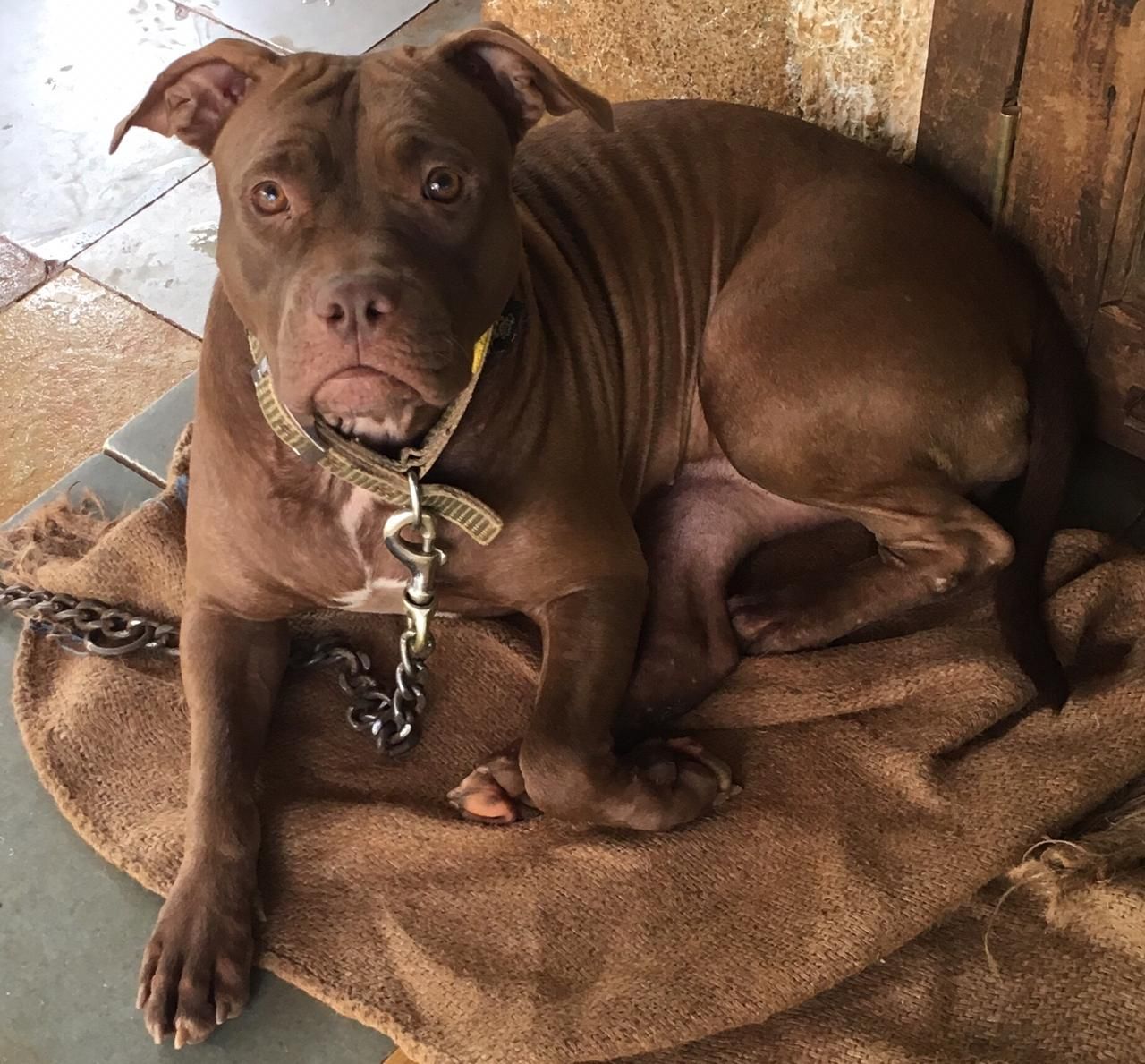 Photo of the dog