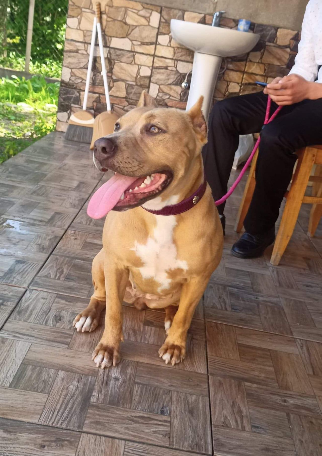 Photo of the dog