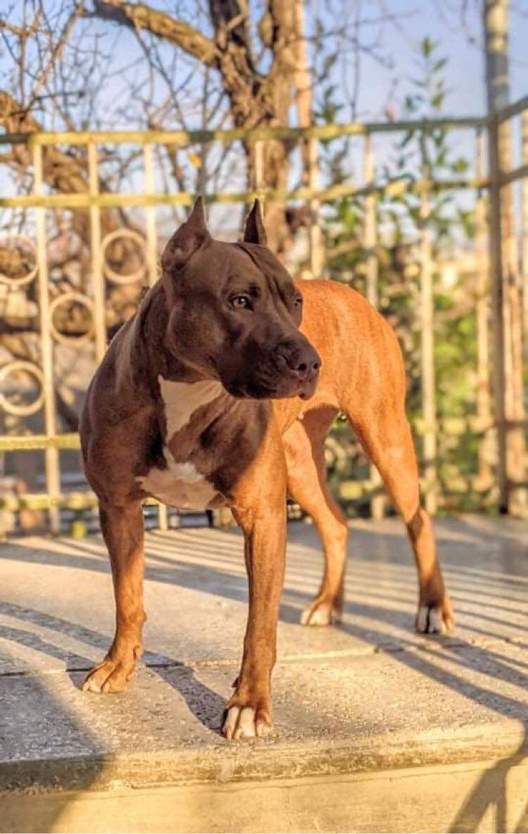 Photo of the dog