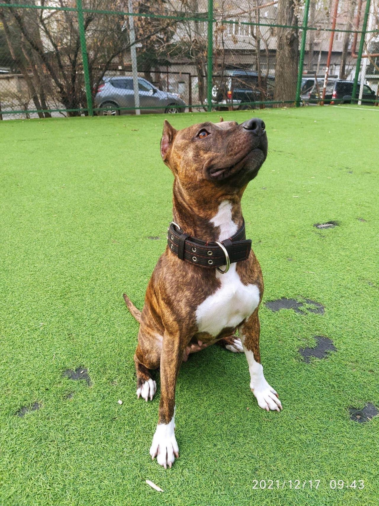 Photo of the dog