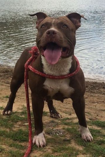 Photo of the dog