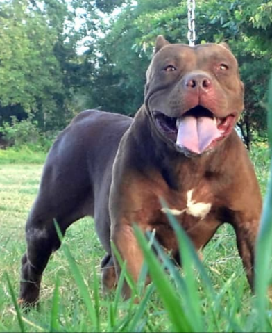 Photo of the dog