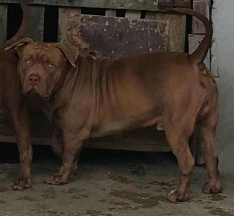 Photo of the dog