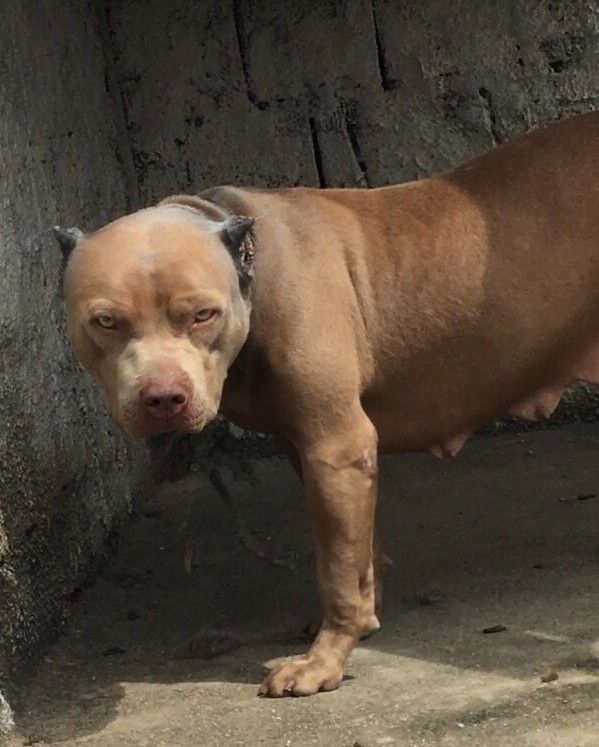 Photo of the dog