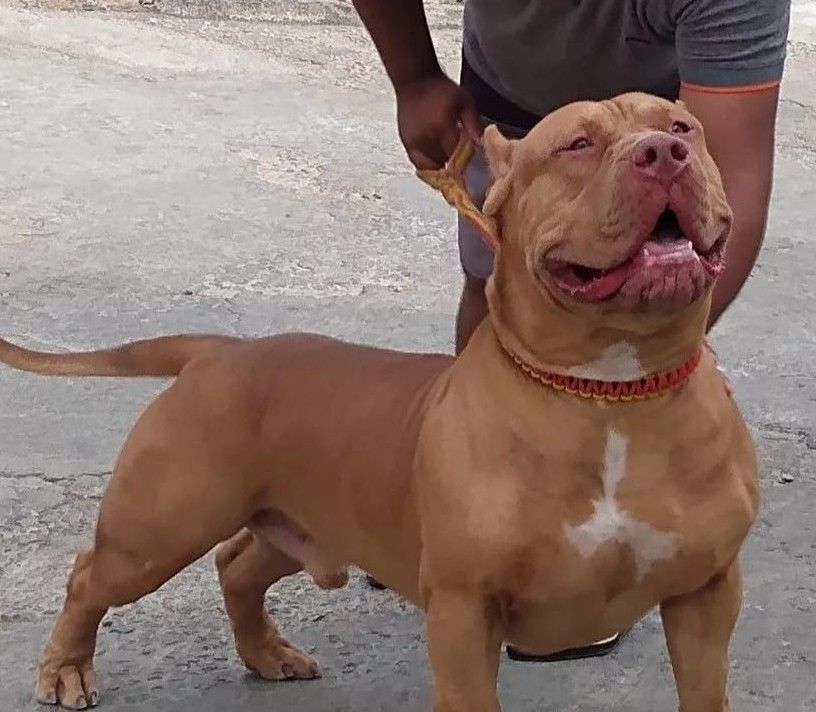 Photo of the dog