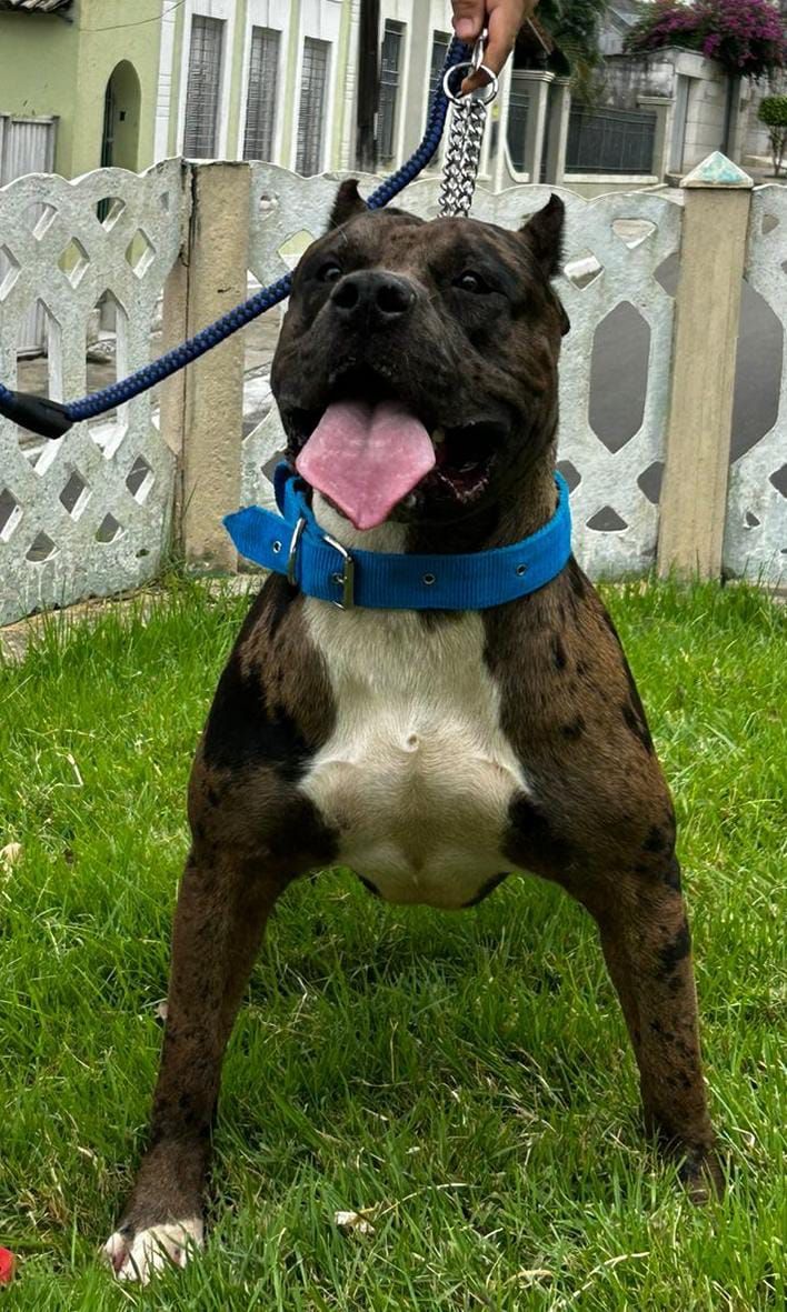 Photo of the dog