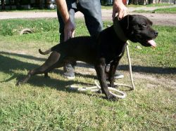 Photo of the dog
