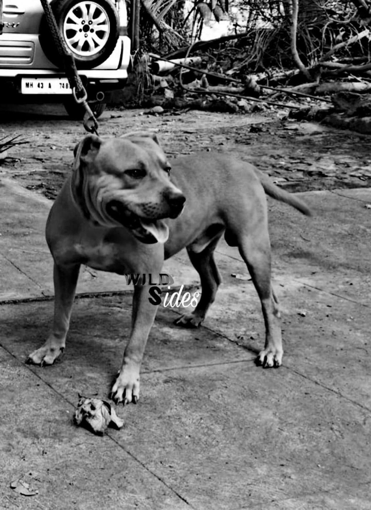 Photo of the dog