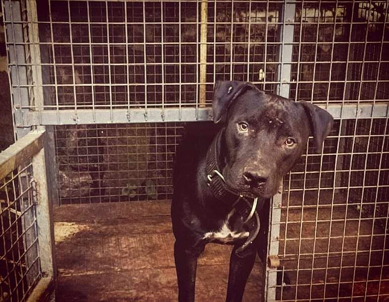 Photo of the dog