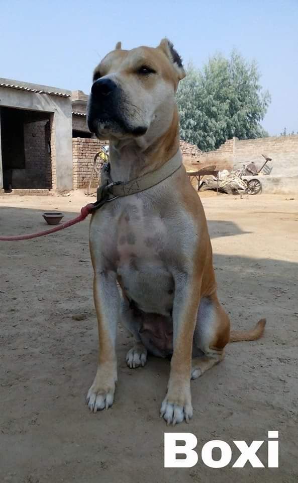 Photo of the dog