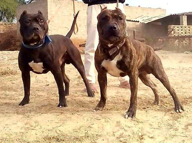 Photo of the dog