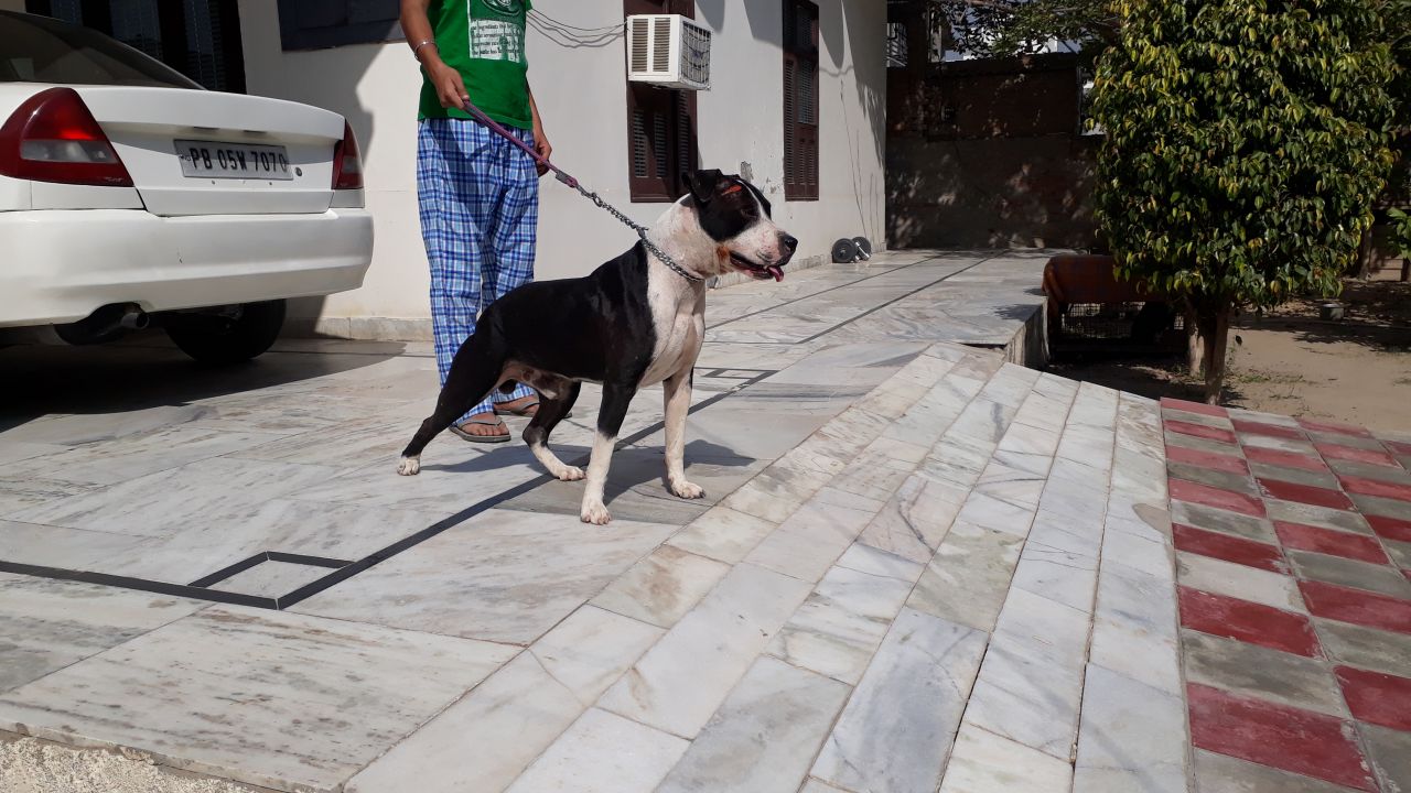 Photo of the dog