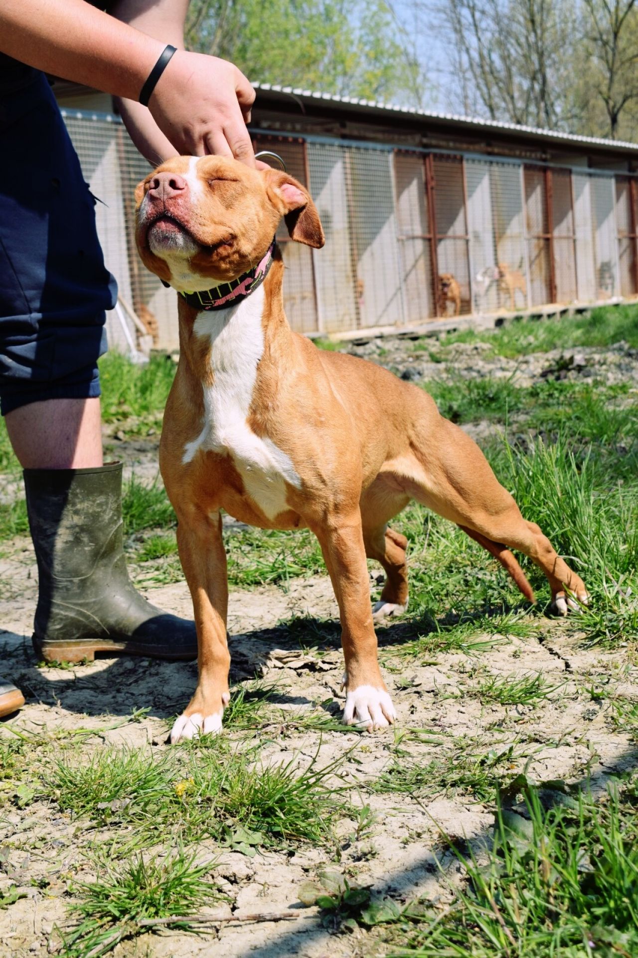 Photo of the dog