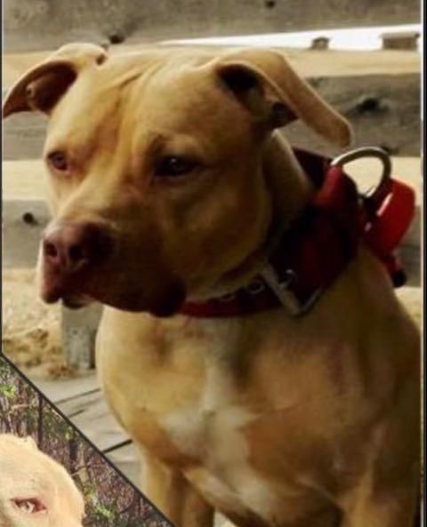 Photo of the dog