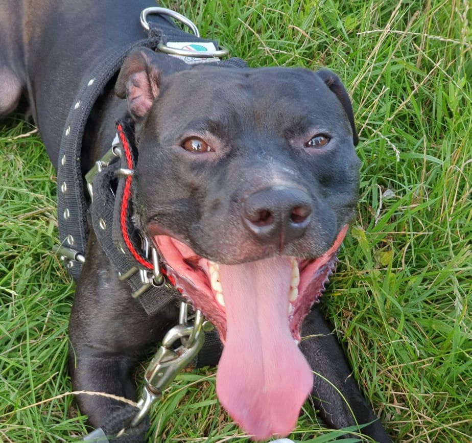 Photo of the dog