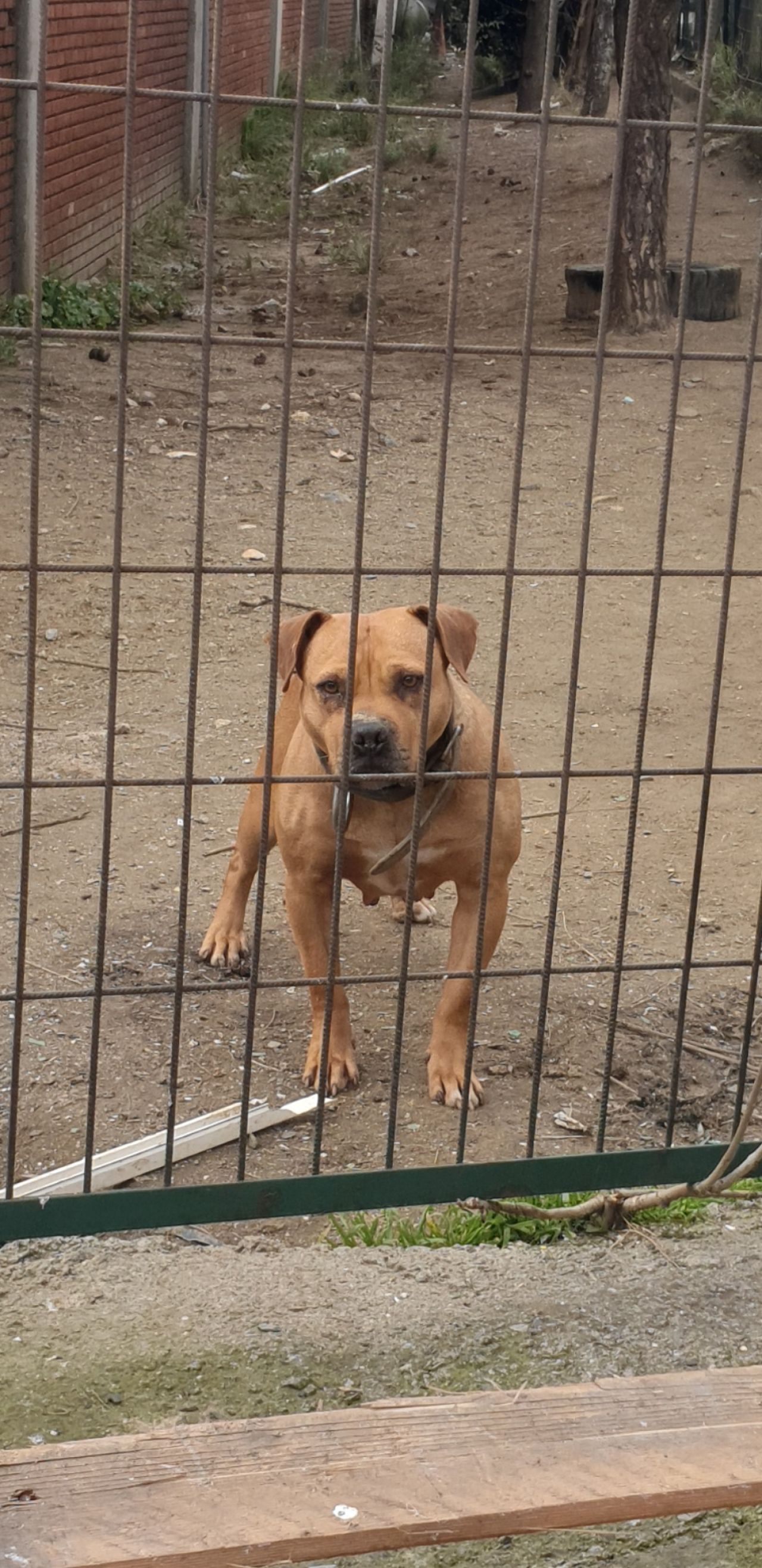 Photo of the dog
